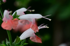 サルビア・コクシネア