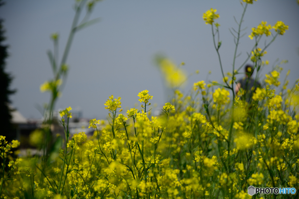 土手の菜の花