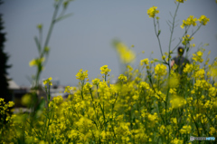 土手の菜の花