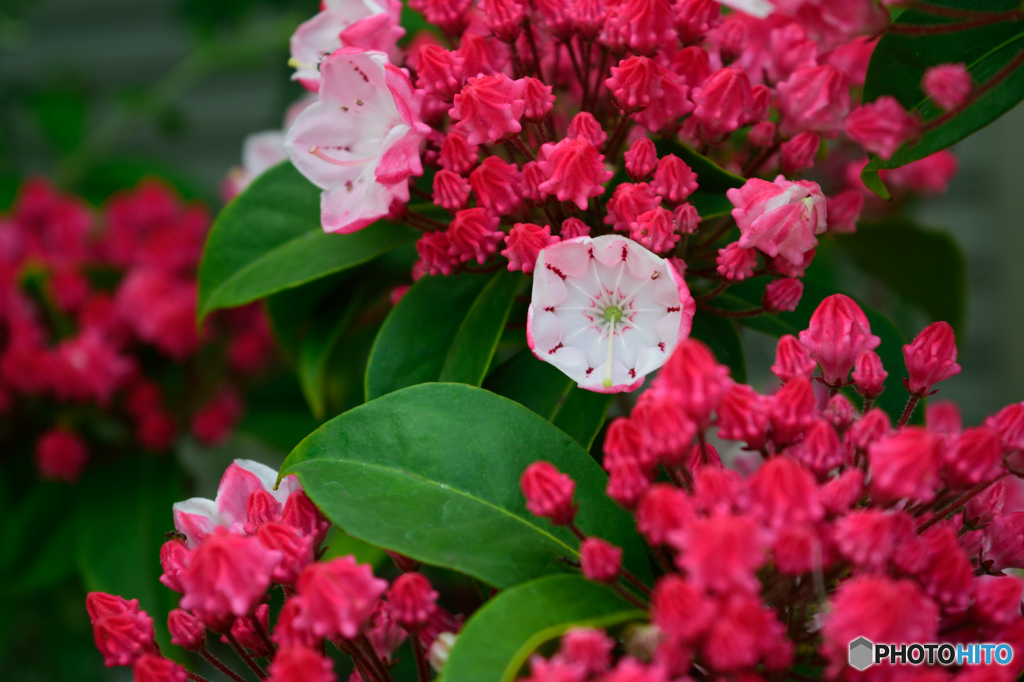 コンペイトウのような花