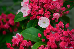 コンペイトウのような花