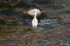 朝食見逃しません