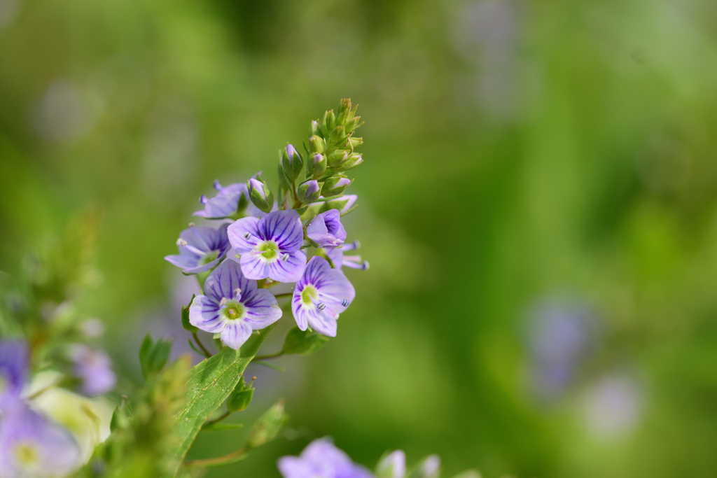 河原の小さな花