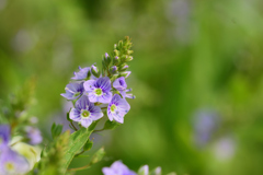 河原の小さな花