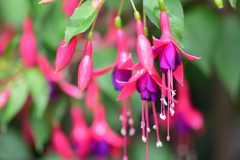 「貴婦人のイヤリング」販売中