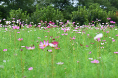 コスモス満開