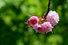 新緑をバックに