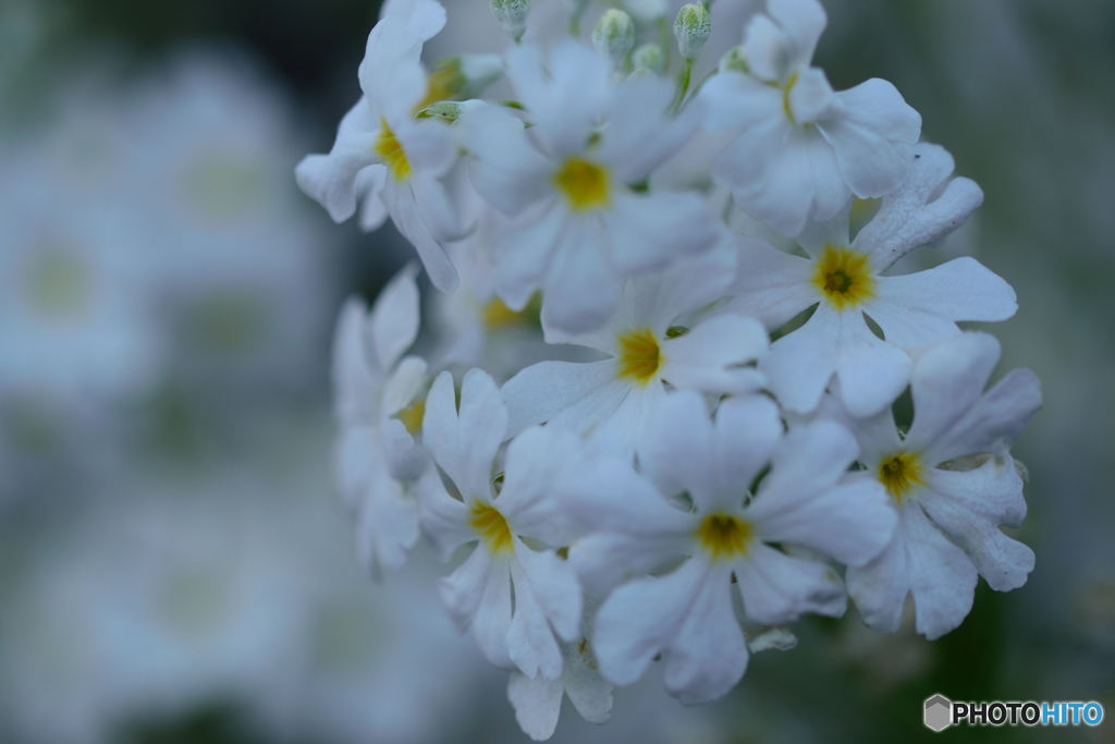 白いサクラソウ