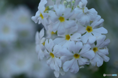 白いサクラソウ