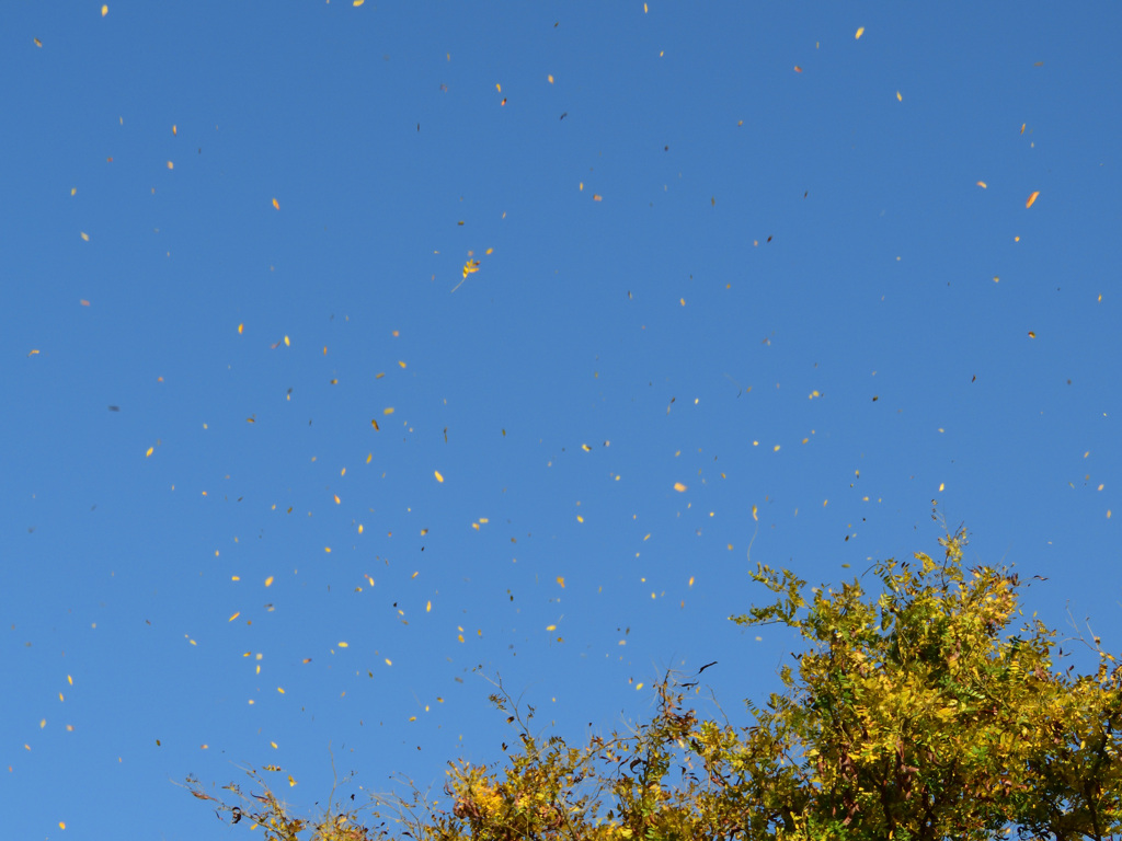 木の葉舞い散る