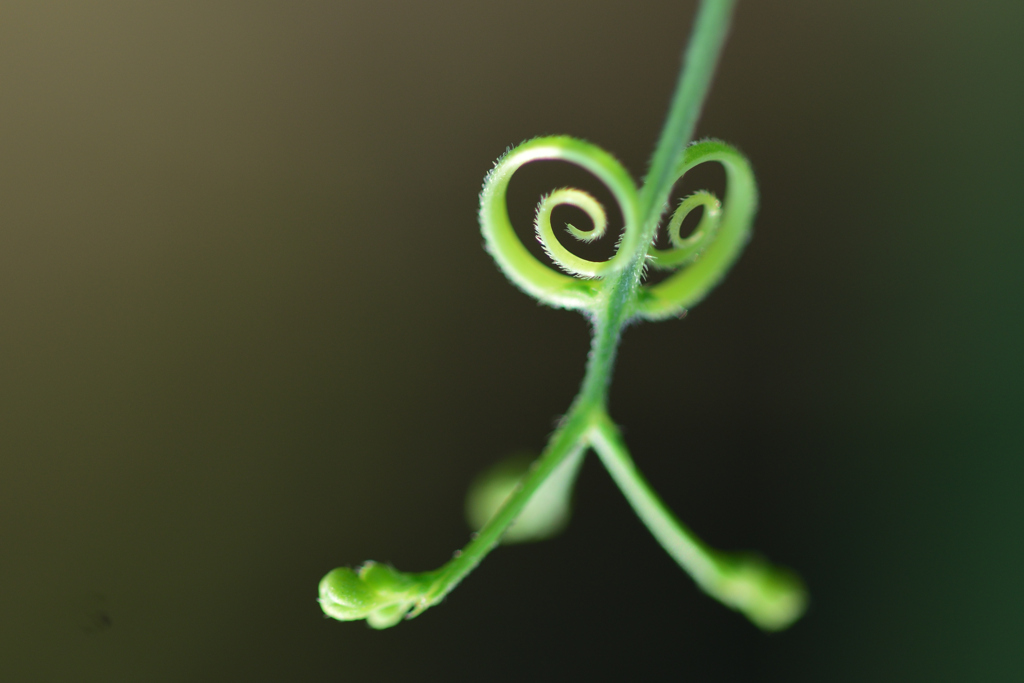 くるくるハート