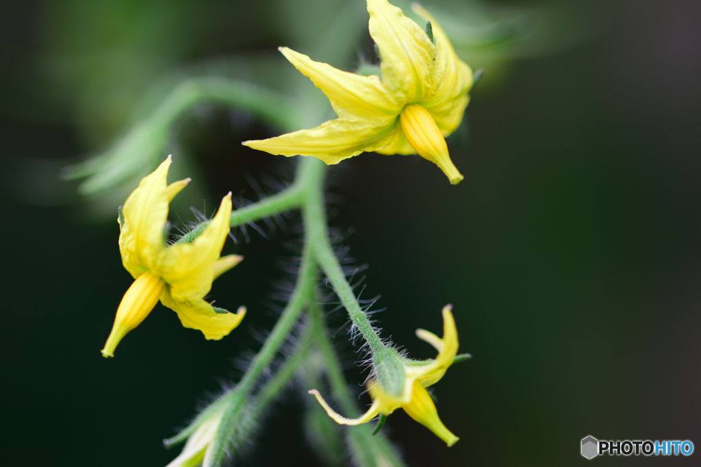 トマトの花