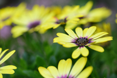 ブルーアイ・ビューティー