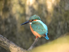 田島のいつもの娘