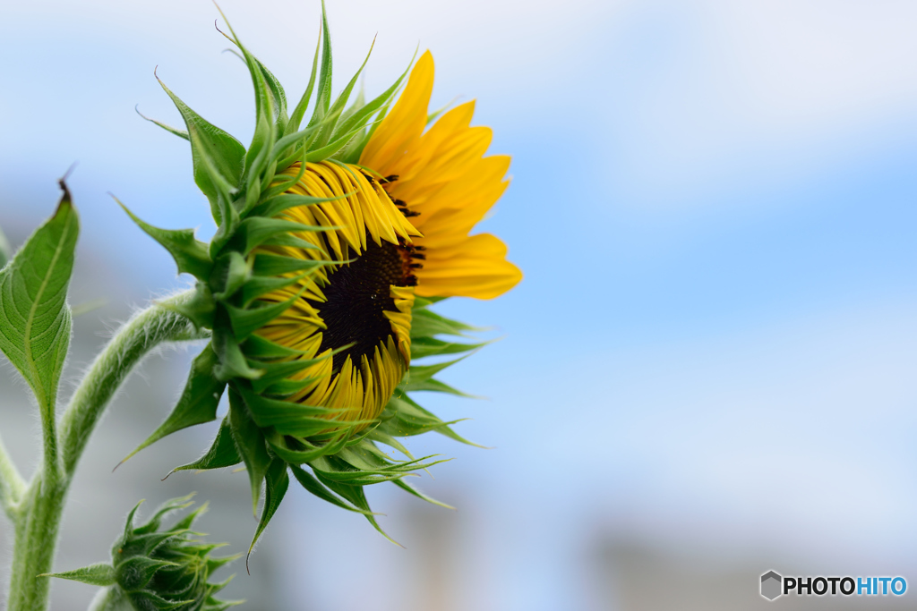 まだ上げ初めし前髪の