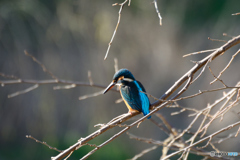 カワちゃん_1226