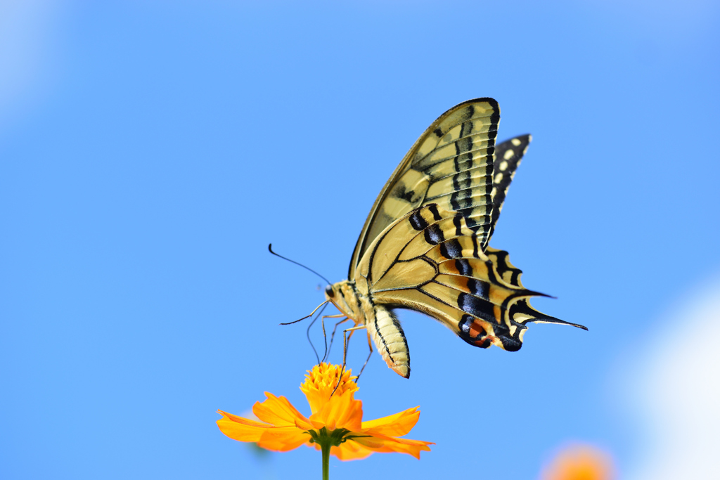 夏の残滓を貪る