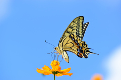 夏の残滓を貪る