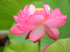 蓮三昧_1