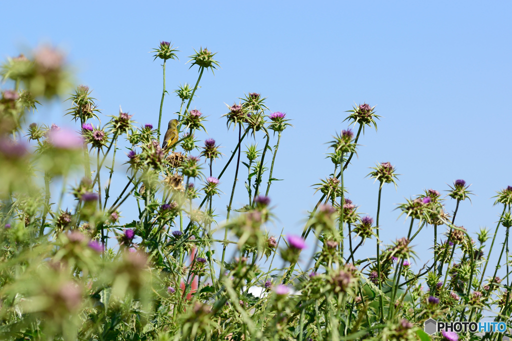 カワラヒワを探せ