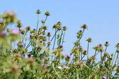カワラヒワを探せ