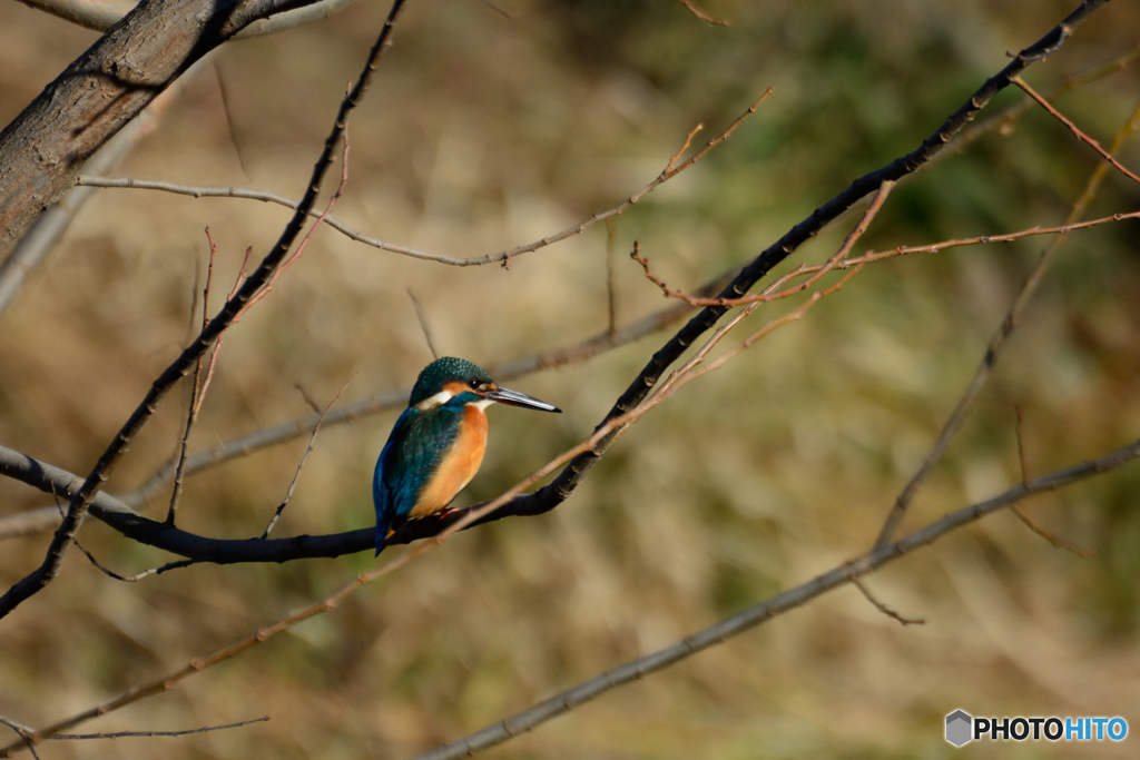 カワちゃん_1212