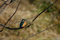 カワちゃん_1212