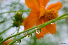 雨上がりのキバナ