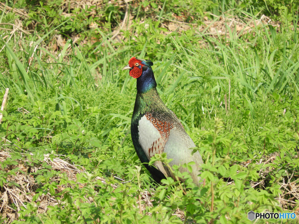 キジも鳴かずば撮られまい