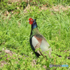 キジも鳴かずば撮られまい