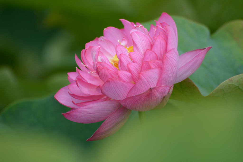 花びら何枚あるのかな