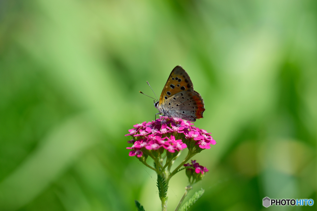 シジミとムシトリナデシコ