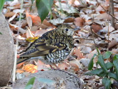 初トリ_トラツグミ