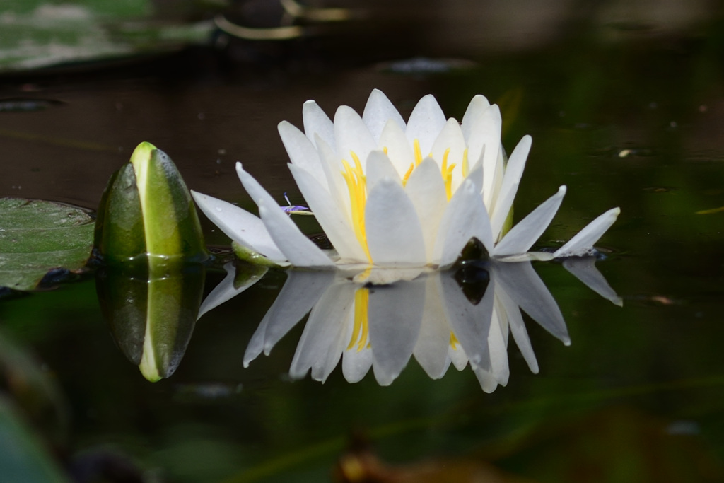 ホタル池の睡蓮