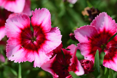 妖艶なナデシコ