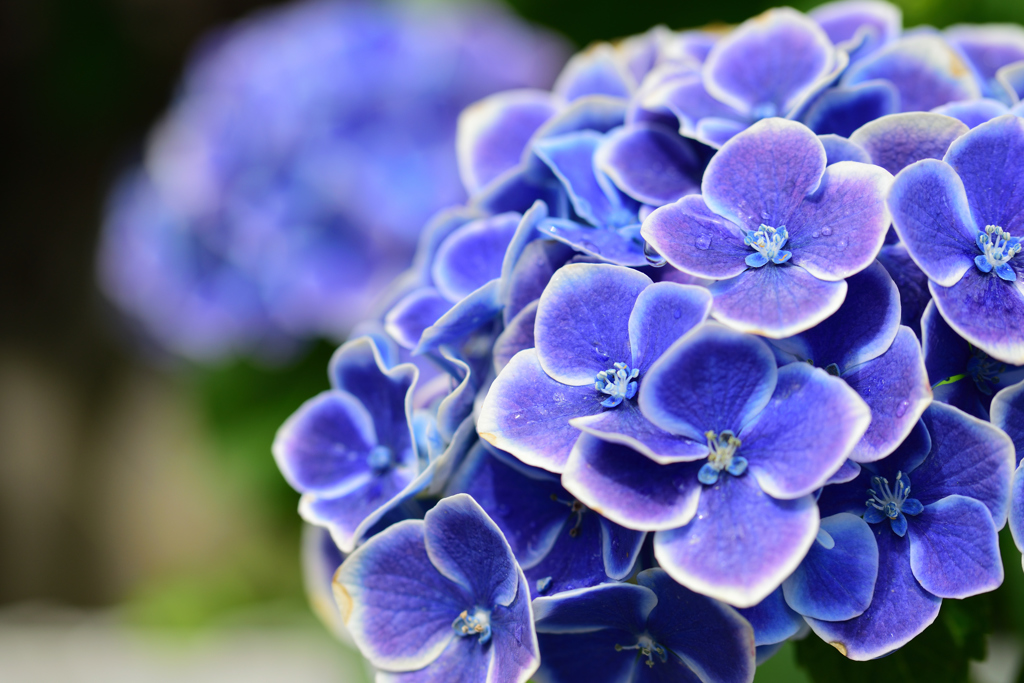 雨上がりの紫陽花