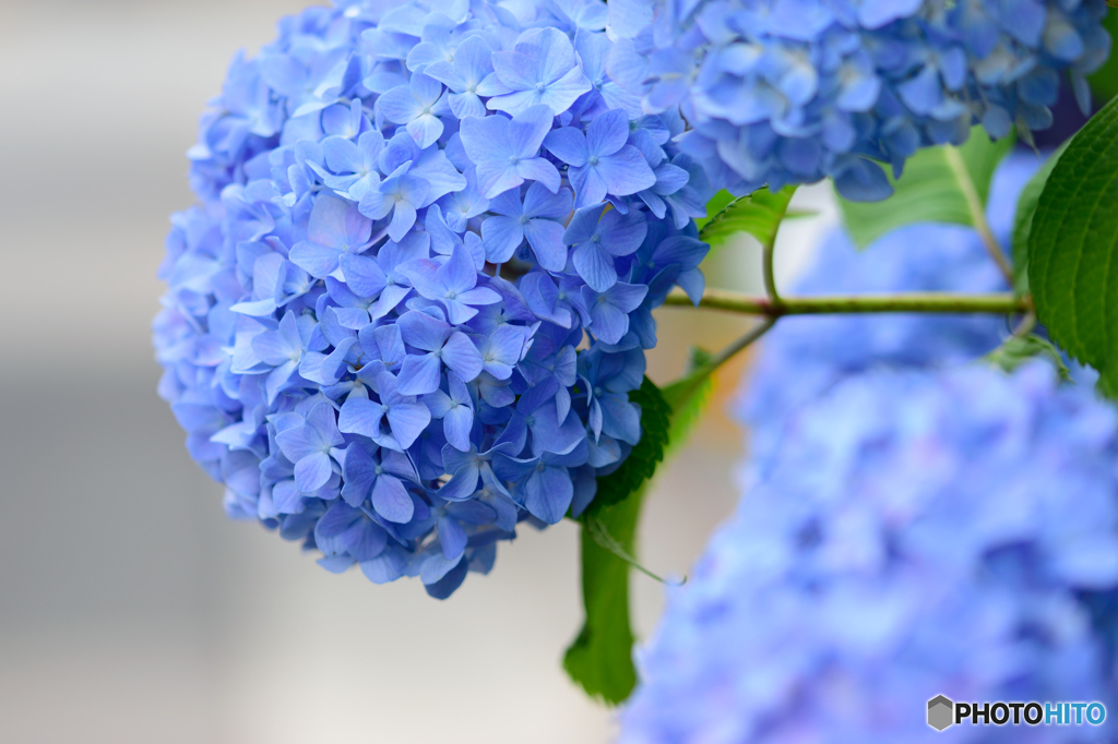 紫陽花ブルー