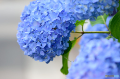 紫陽花ブルー