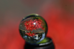 彼岸花_5