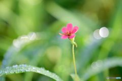 小さき花一輪
