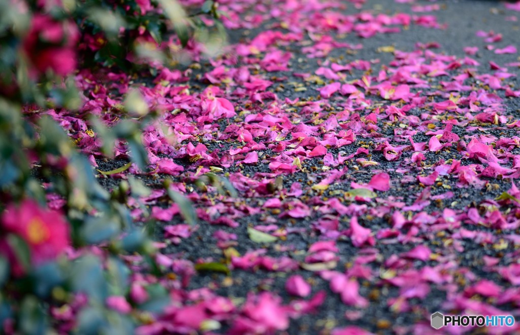 山茶花