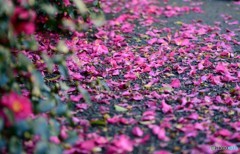 山茶花