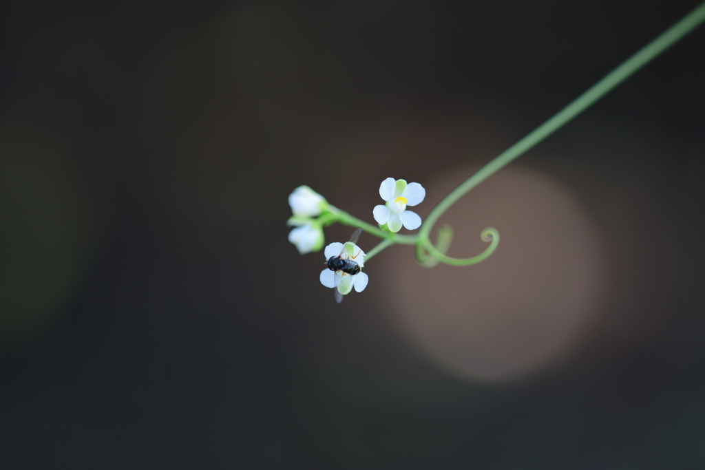 フウセンカズラの花