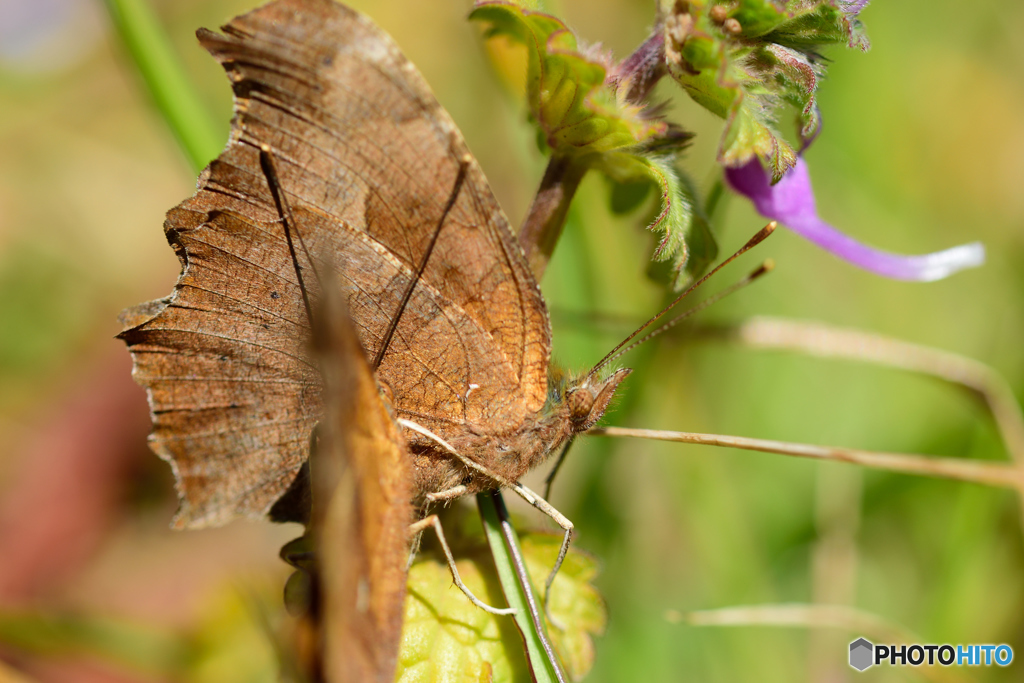 キタテハの求愛