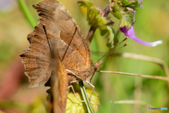キタテハの求愛