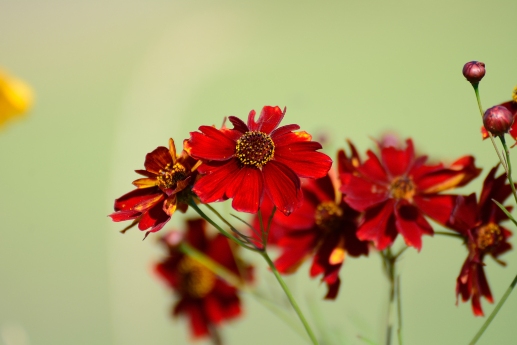 真っ赤なハルシャギク