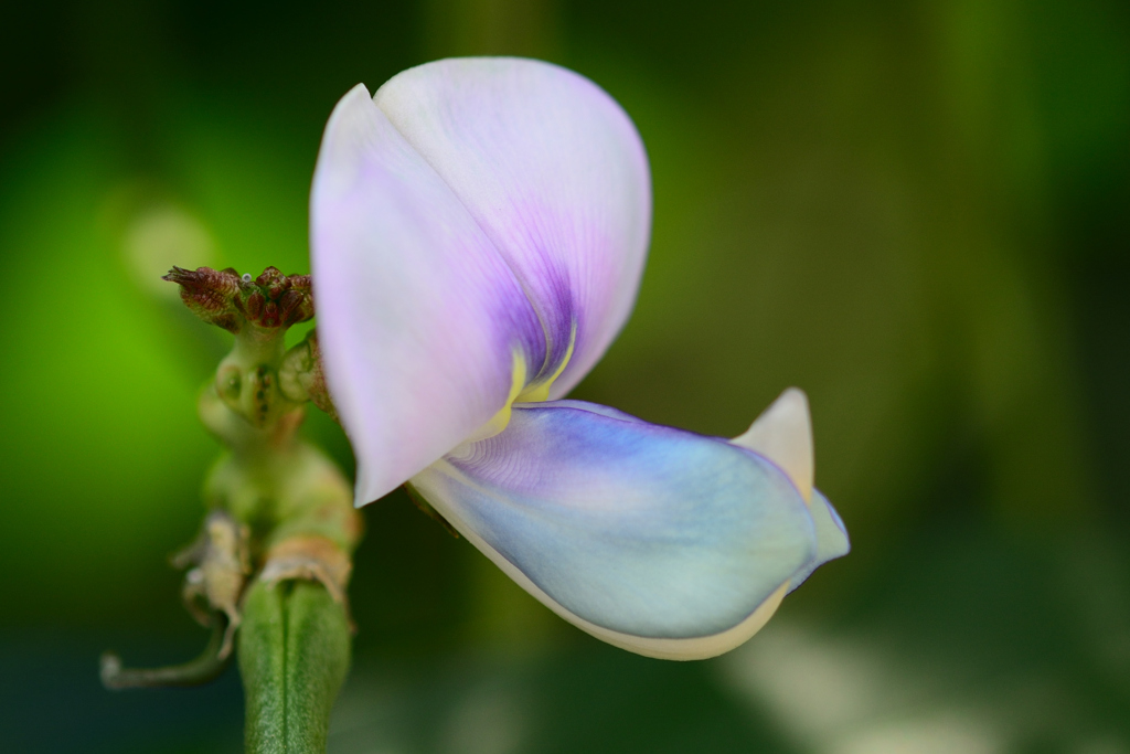 三尺インゲンの花