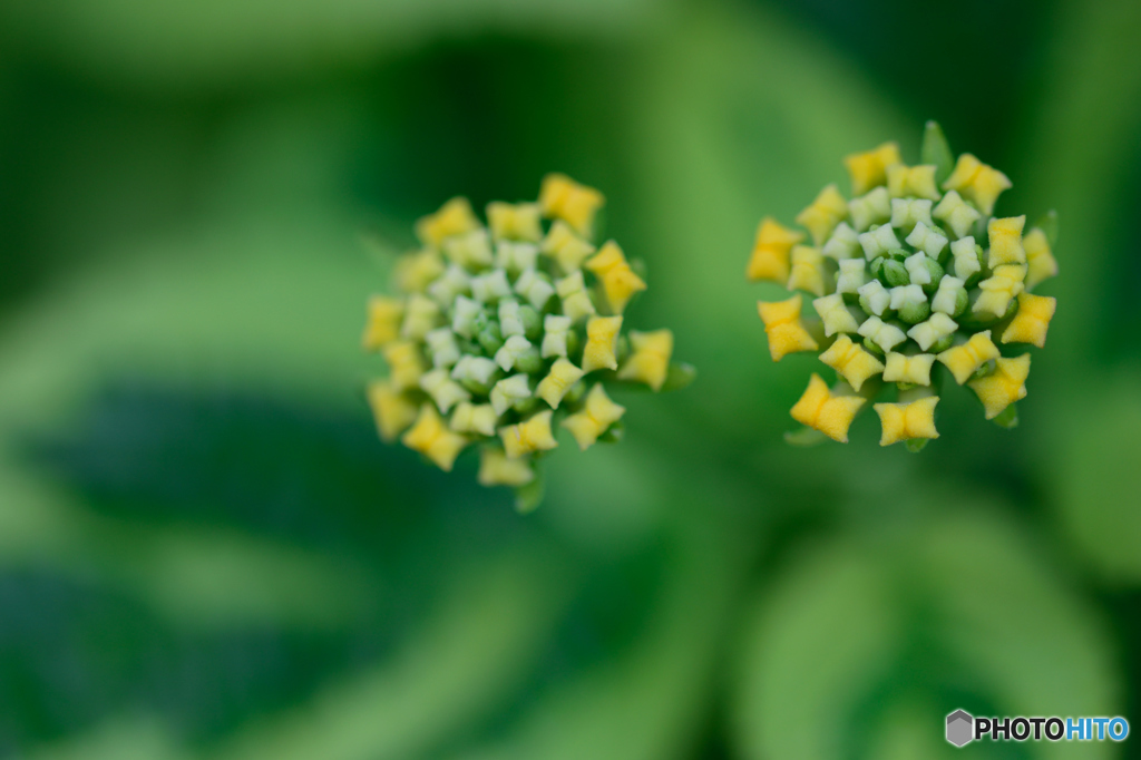 カメレオンの目玉？