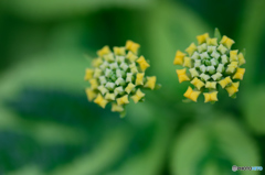 カメレオンの目玉？