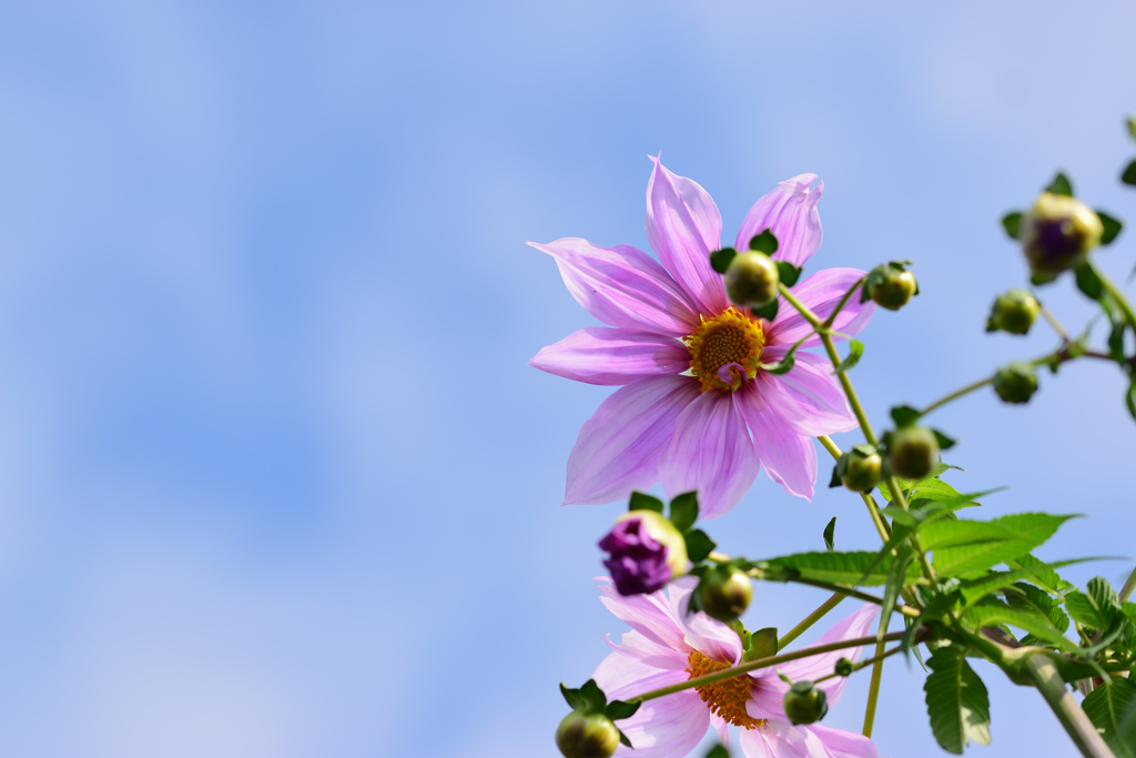 咲き始めました